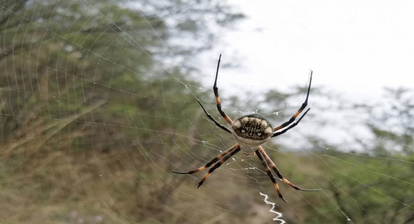 Araña