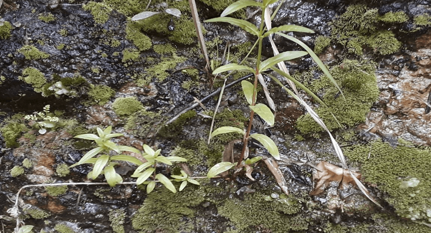 Planta y agua